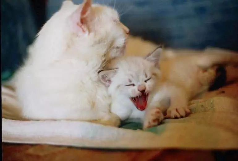 Cat cu Kittens Dream Carte