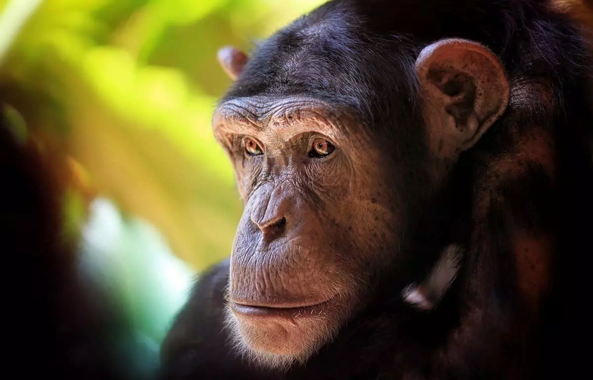 Година на мајмун Кои родендени, знак карактеристики