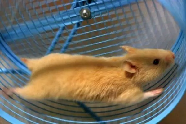 Hamster shkon në një kafaz