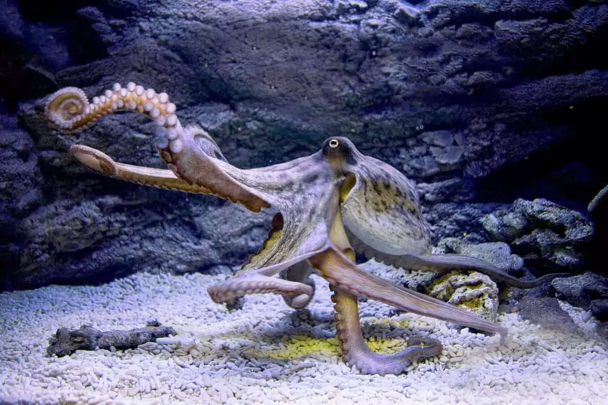 Octopus - eines der Zeichen 29 Mond-Tag