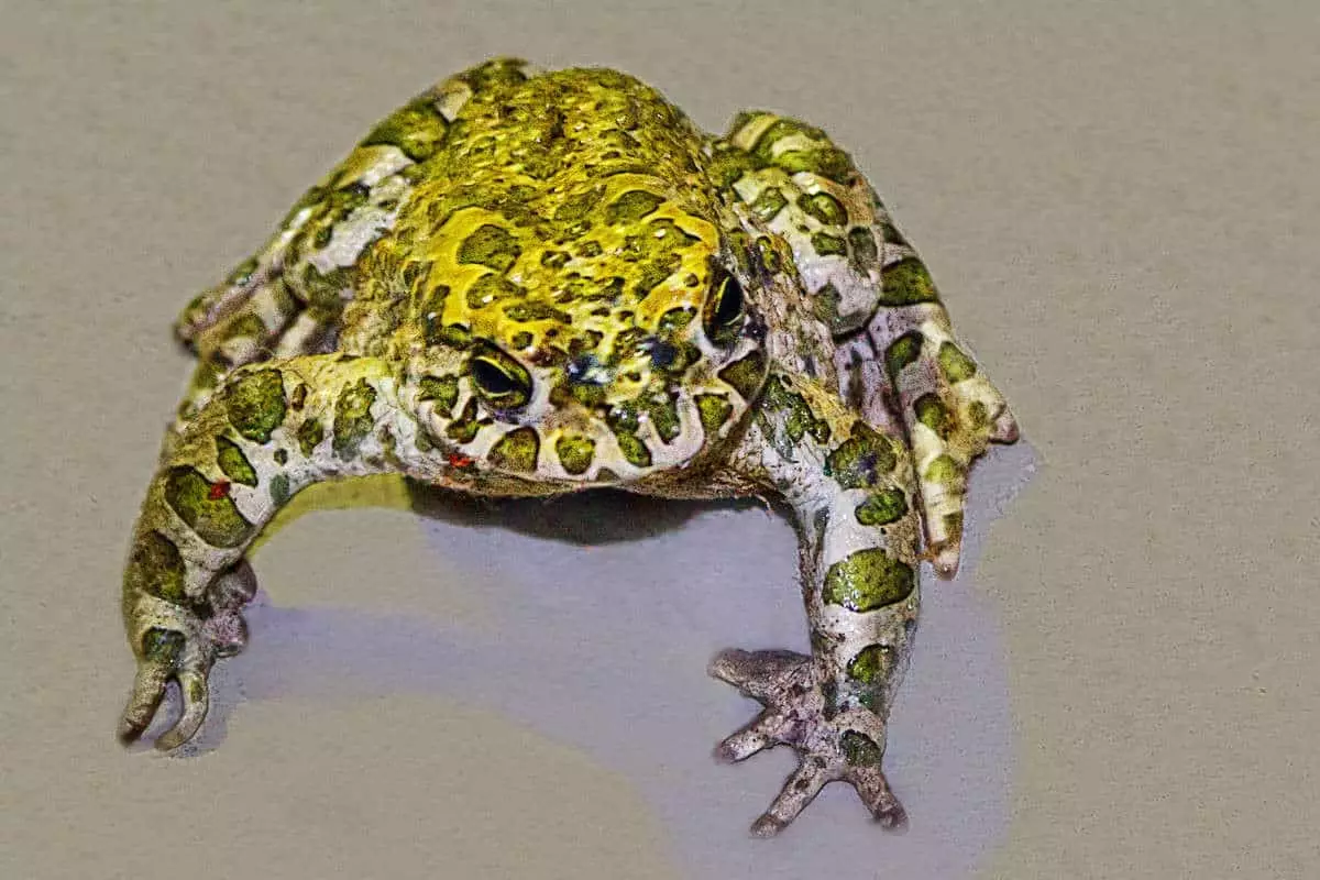 Simbol dina iki - toad