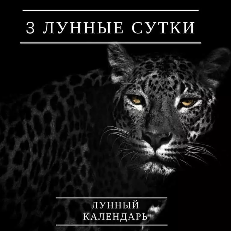 3 dagarsymbol: leopard