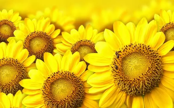Yellow Sunflowers.