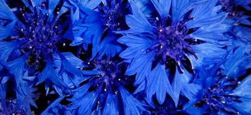 नीले फूल