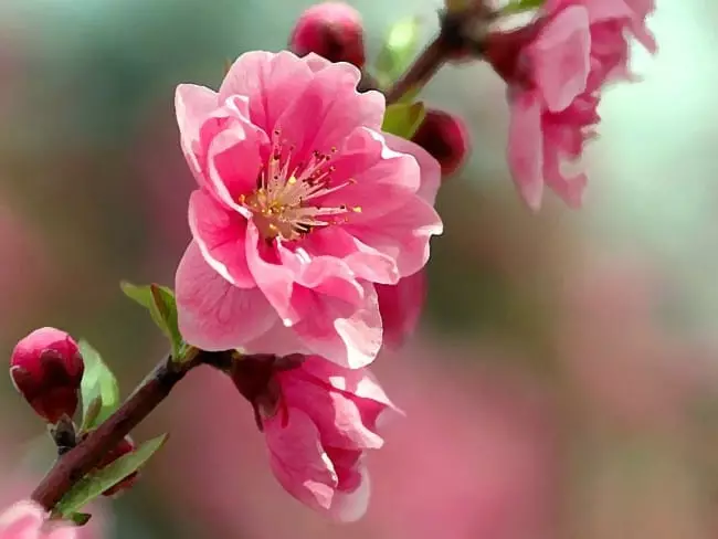 Foto de Sakura Flowers