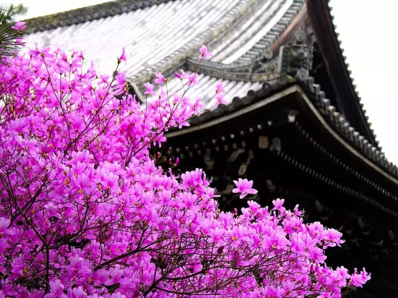 Sakura - tanaman yang sangat indah