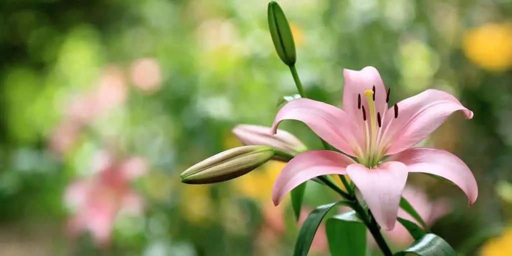 Foto lily bunga