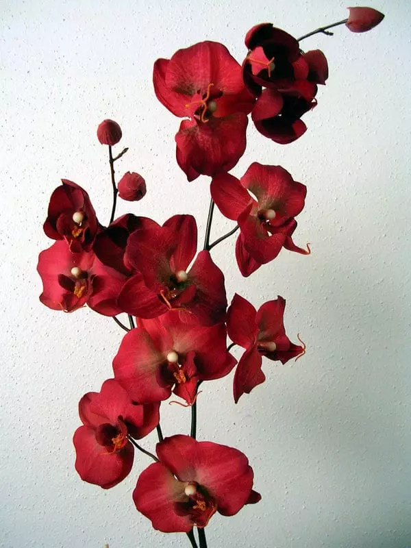 Orquídia vermella - símbol de la passió i l'amor