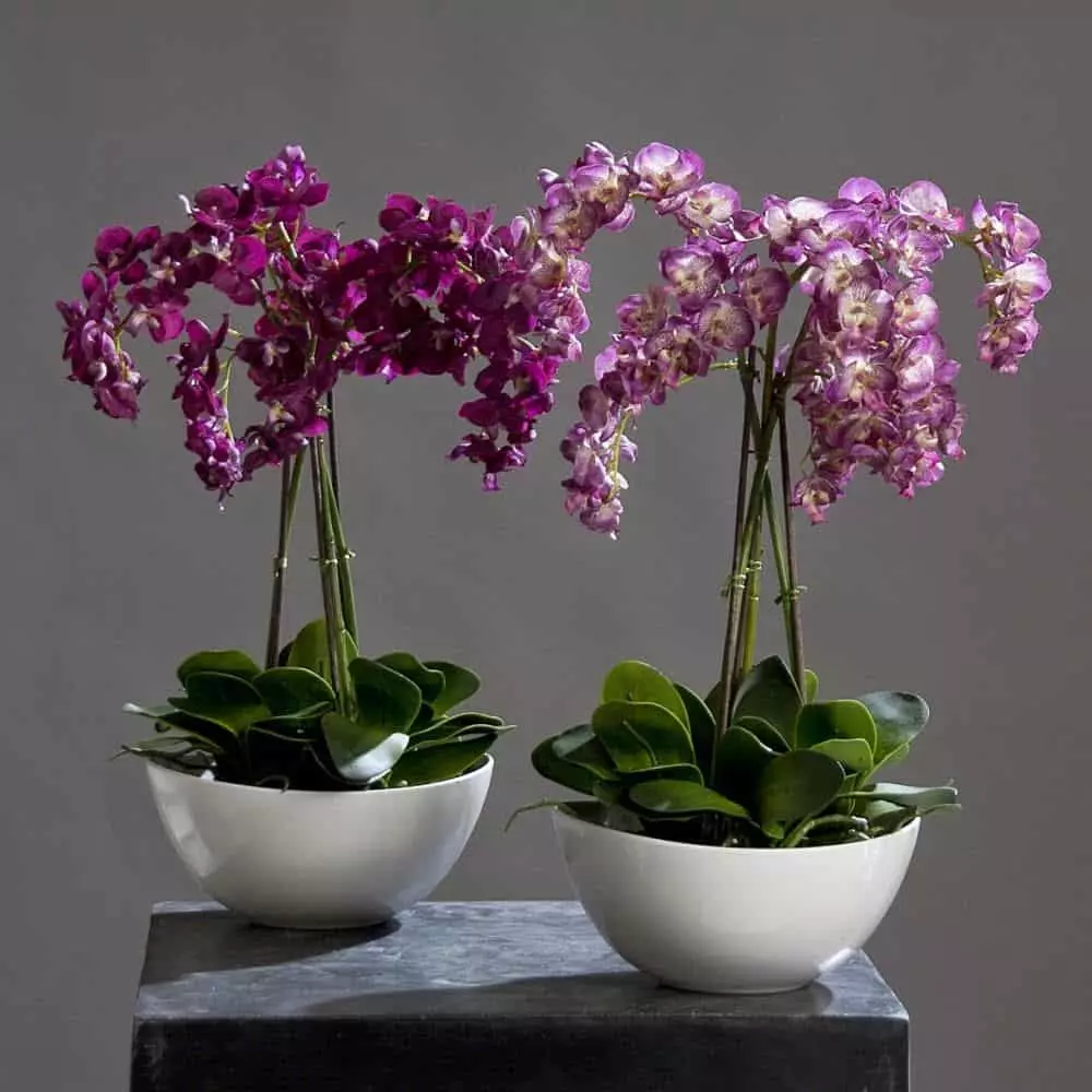 Orchid peryogi perawatan khusus