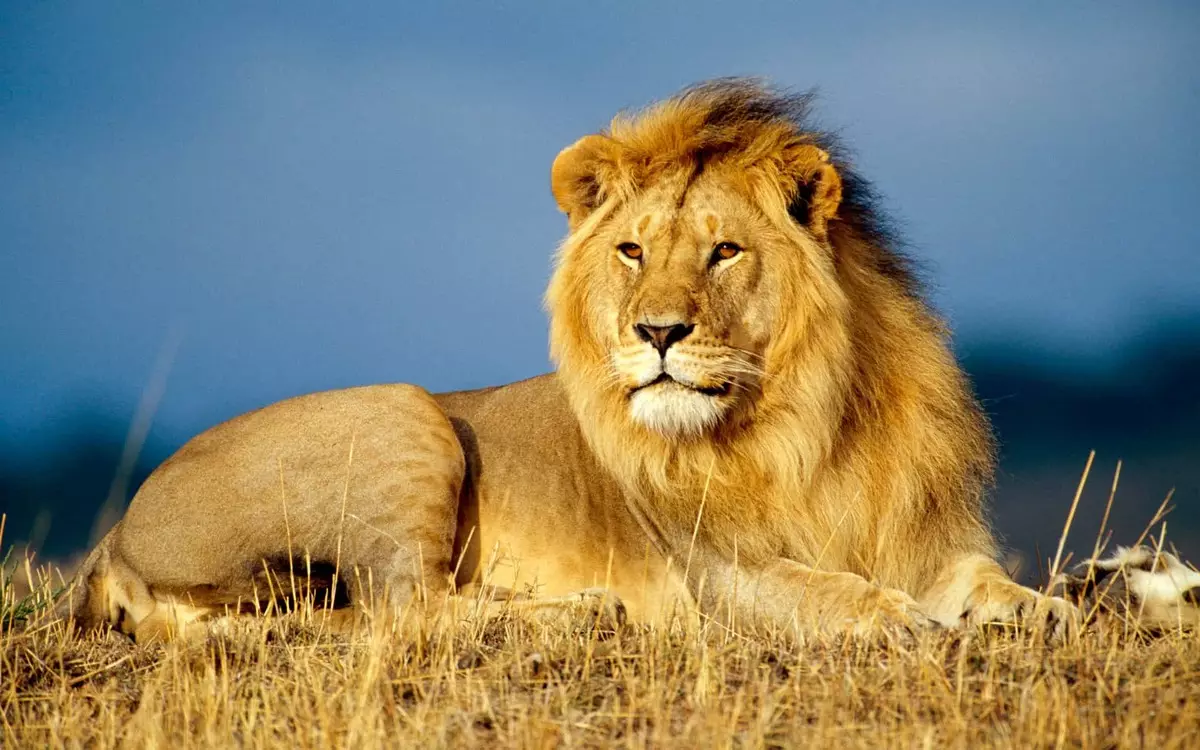 Kompatibilita Lion Lev v láske