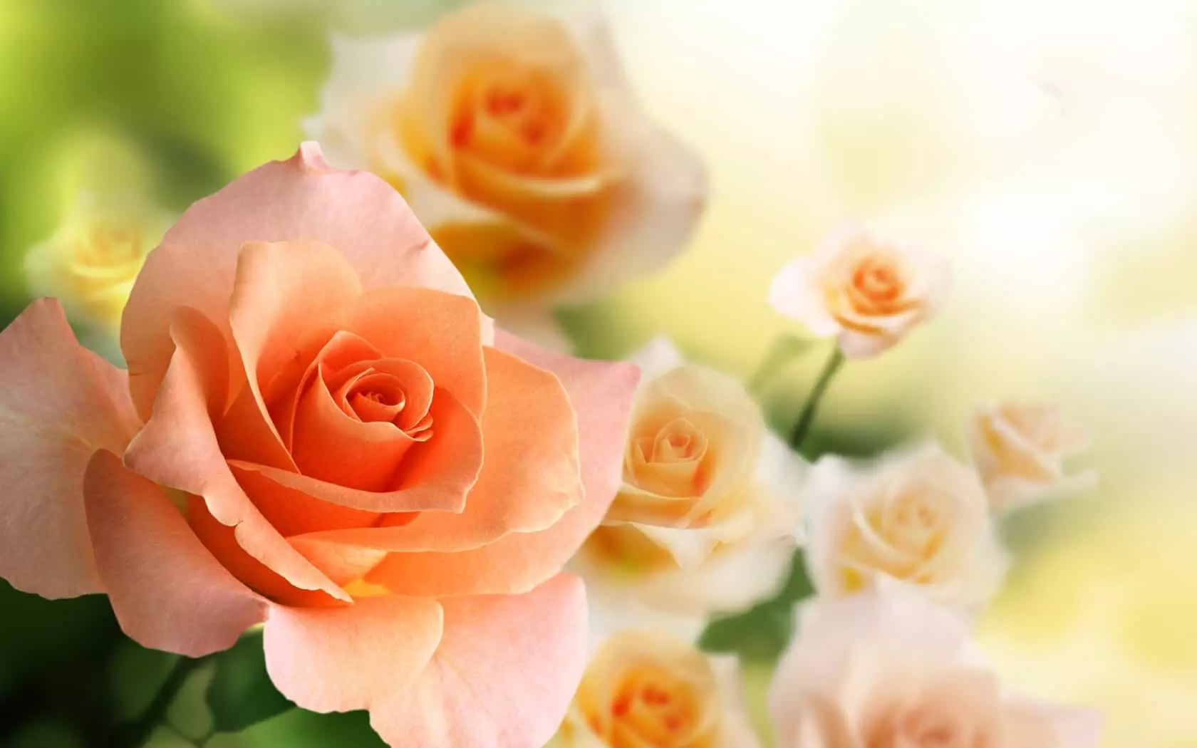 Rosen-Farbwert in einem Blumenstrauß