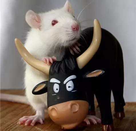 Compatibility of the bull rat in relationships