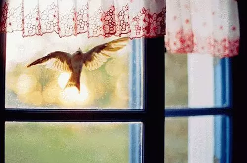 Vogel in het raam