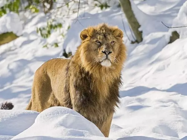 Lion Winter.