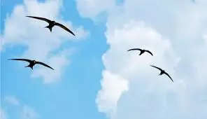 Ilang mga swallows