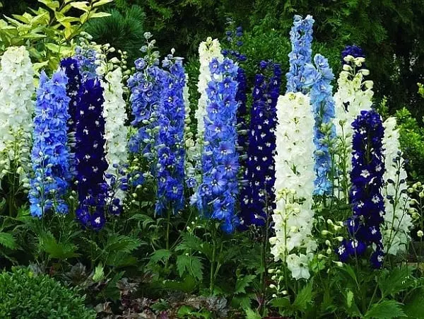 निळे फुले