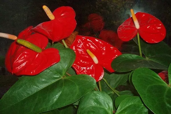 פרחים אדומים