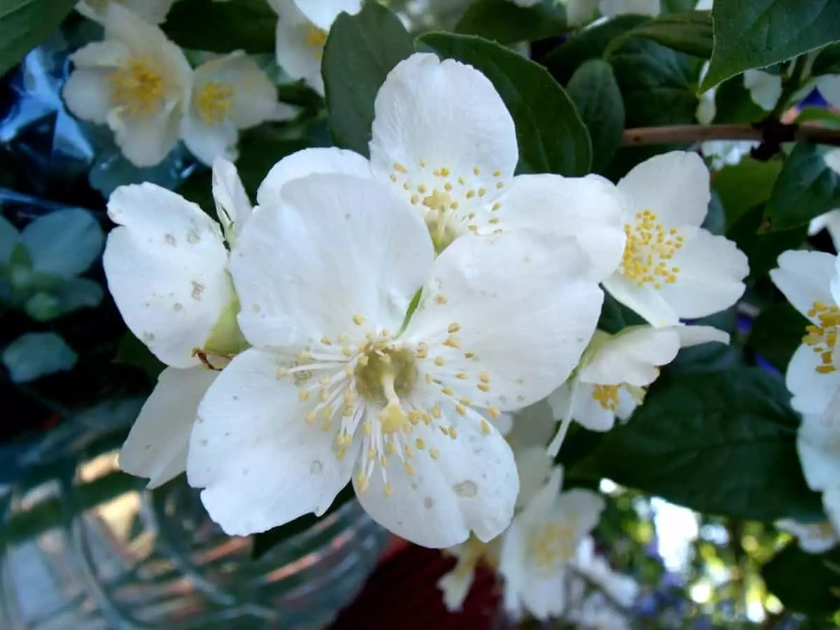 Flower White.