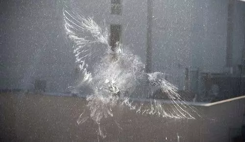 Opmerking: de duif raakt het raam en vloog weg 5756_2
