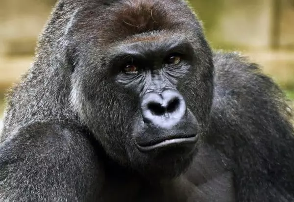 Erkek gorilla