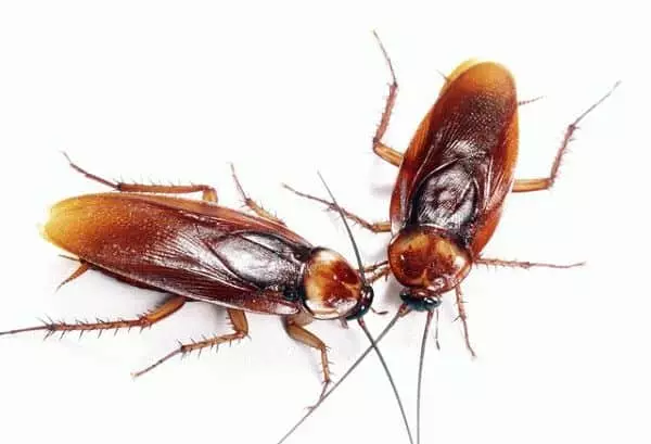 Conspiracy da scarafaggi in casa