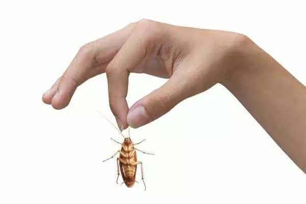 Jak se zbavit švábů navždy: Spony