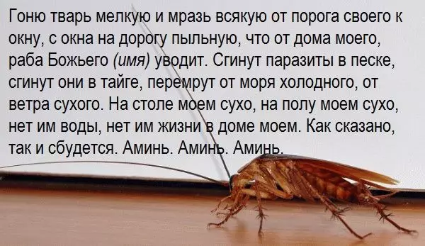 Insekt Universal Verspriechen