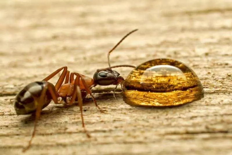 Els esbossos de formigues a la casa - les formigues s'executen activament 5810_2