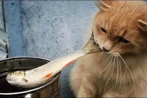 Die kat steel vis