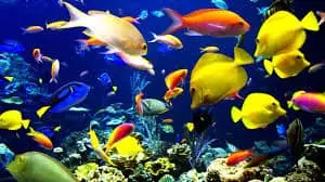 Daudzkrāsainas zivis akvārijā