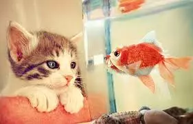 القط والسمك