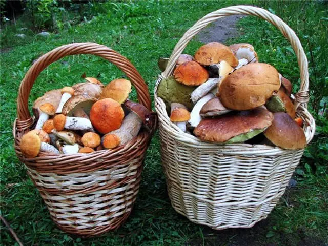 蘑菇在篮子里