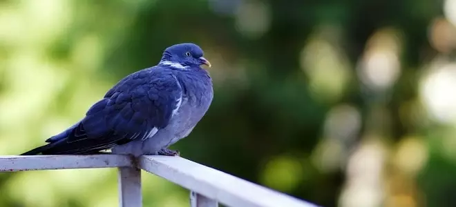 Tmavá holubice