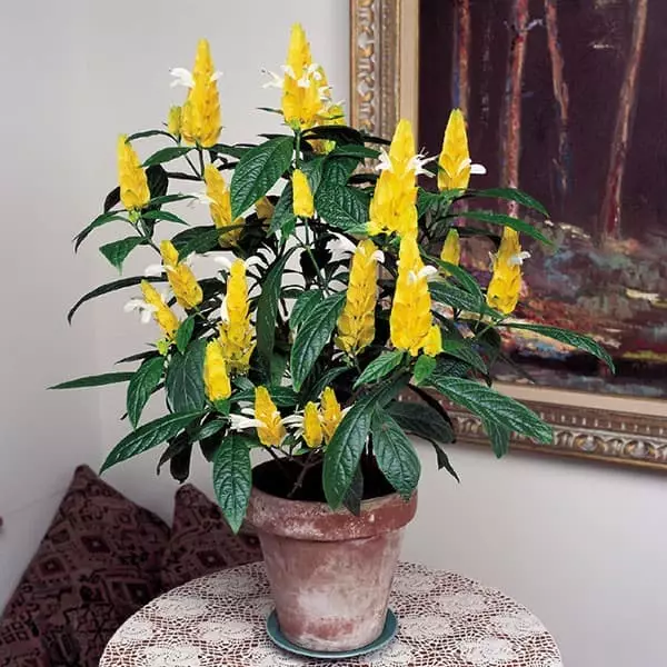 Yellow vase.