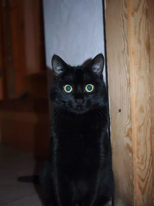 Pisîka reş