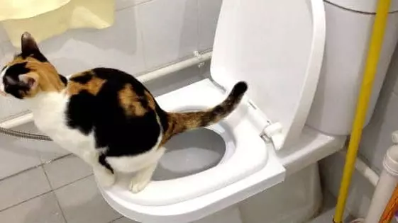 Pisica pe toaleta