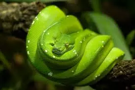 グリーンヘビ