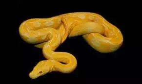 Serpente giallo