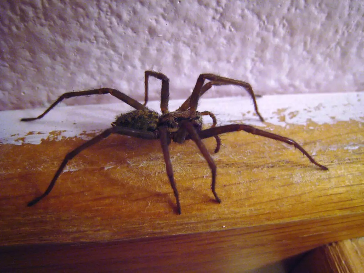 Pavouk v bytě