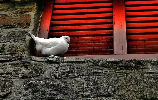 White Dove.