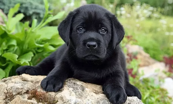 black puppy