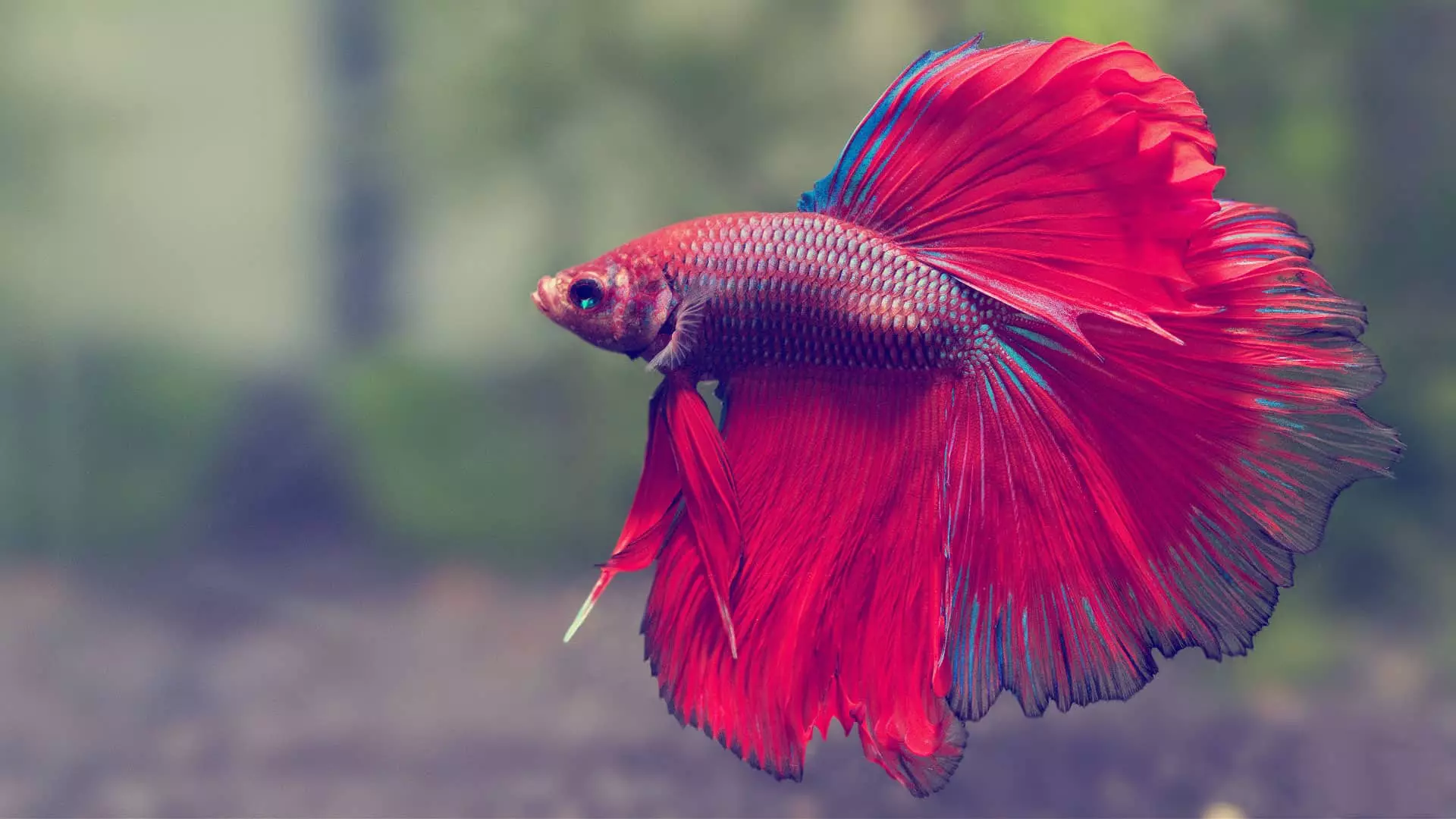 Sarkanās zivis