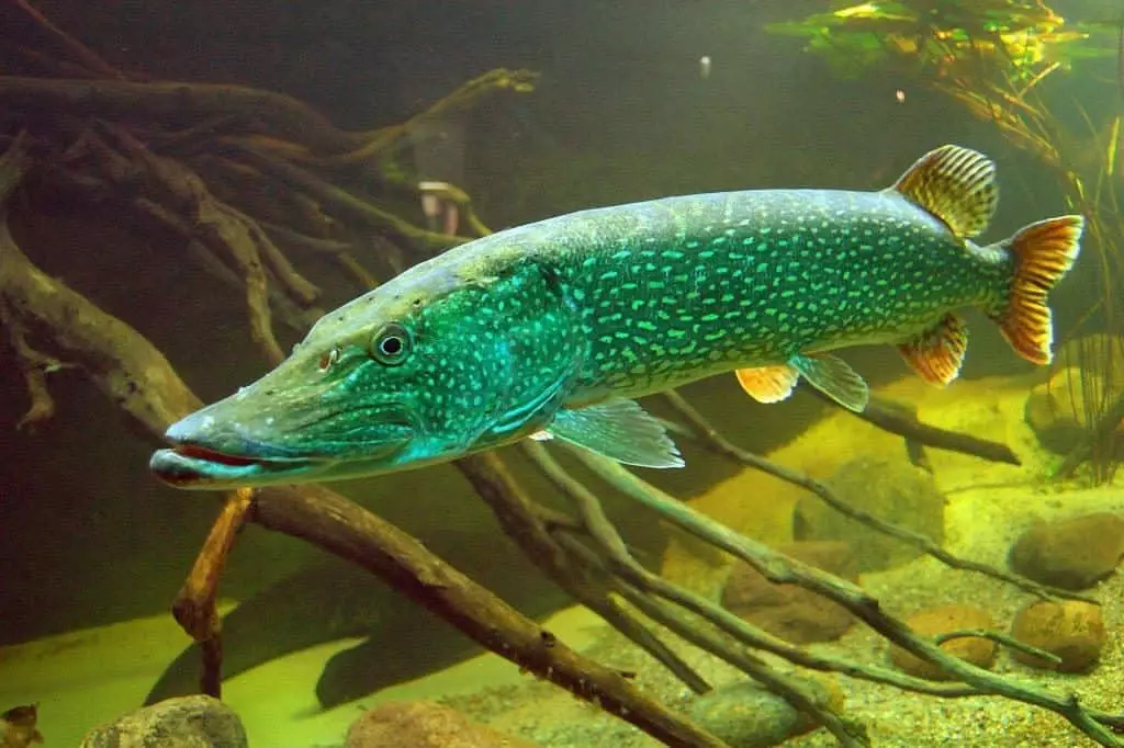 Pike in Water.