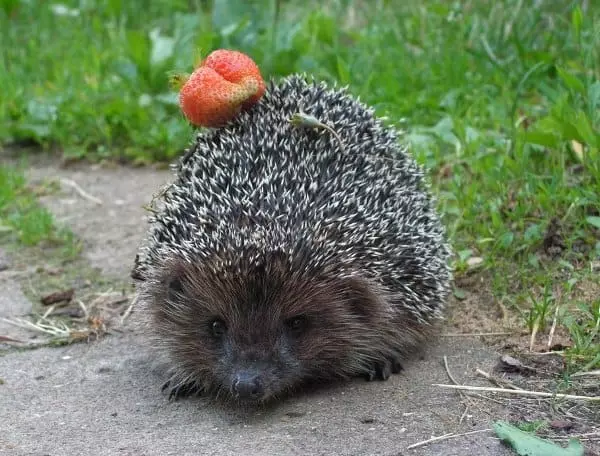 Hedgehog na may strawberry.