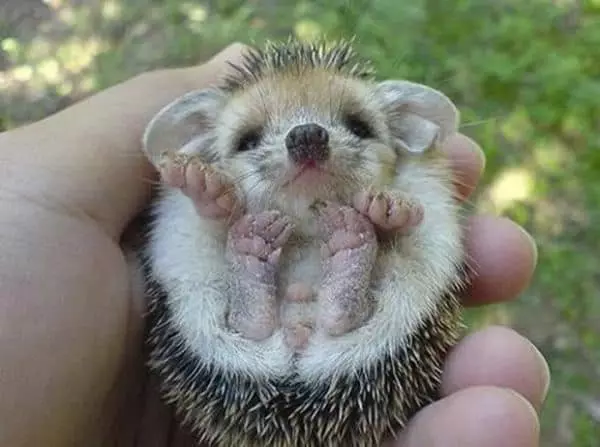 Little Hedgehog.