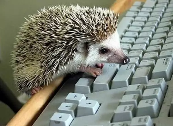 Hedgehog dietro la tastiera