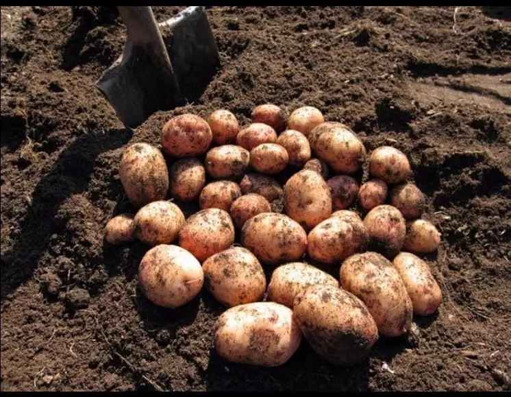 Σκάψιμο πατάτας