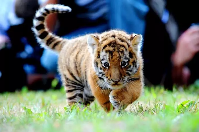 Petit tigre