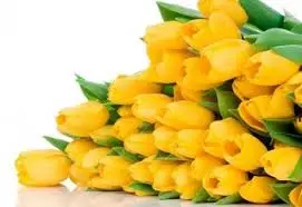 पिवळा tulips.