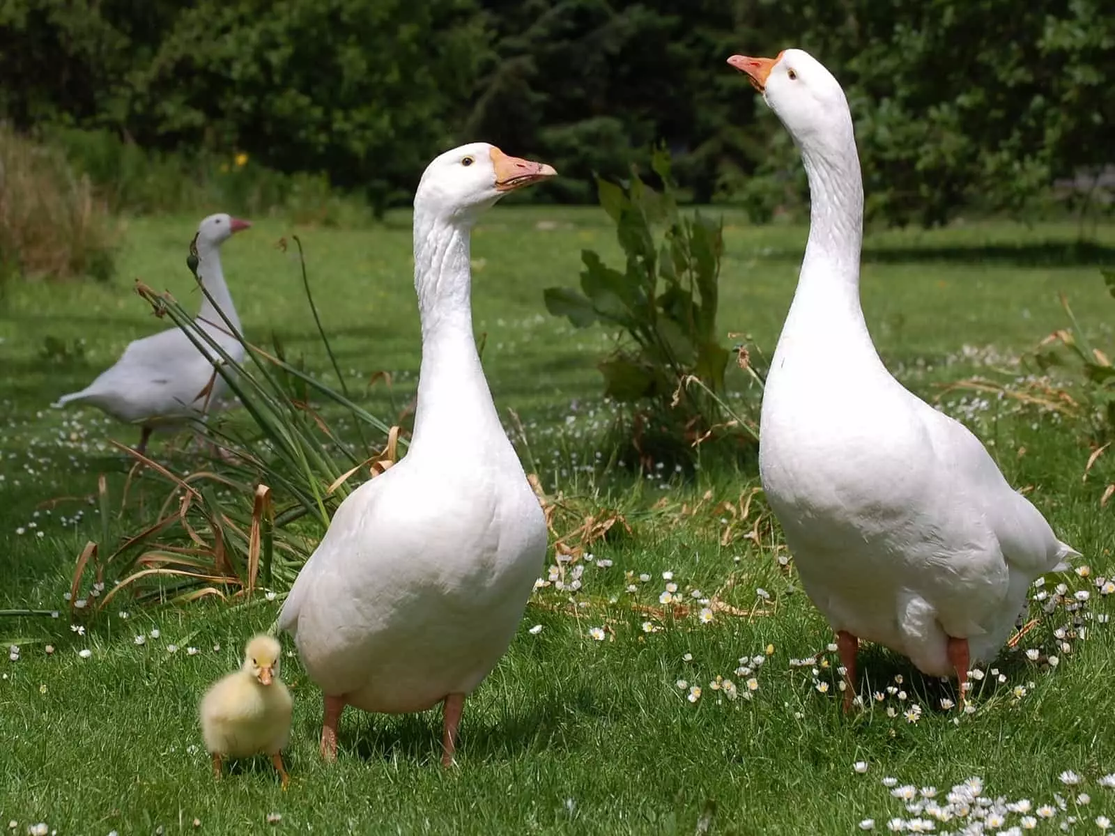 Geese a kan ciyawa,